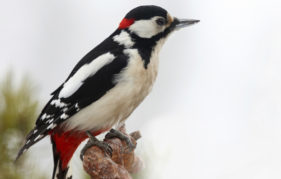 A Great Spotted Woodpecker