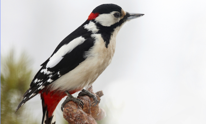 A Great Spotted Woodpecker