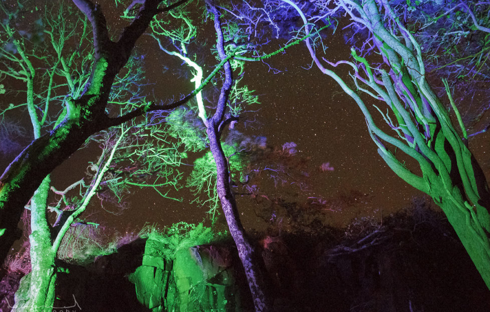 The dramatic woods will be illuminated in a fantastic light show