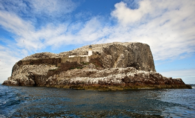 The Scottish Sea Bird Centre provides video links to the birds on the Bass Rock. Photo by ROB MCDOUGALL
