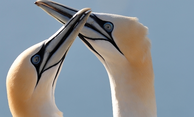 Gannets on the Bass Rock. Photo by Gareth Easton