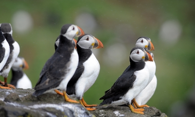 Puffins can also be watched from the Scottish Seabird Centre. Photo by Greg Macvean