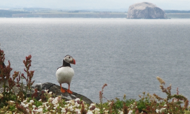 Lonely Puffin by Anna Smart (Junior under 12)