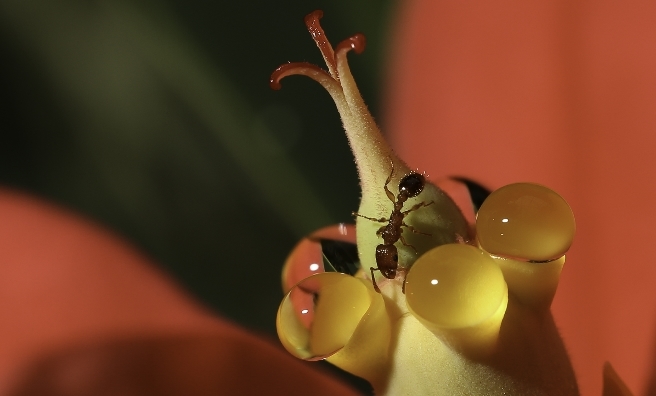 Ant & Nectar by Peter Dollive (Nature's Foragers)