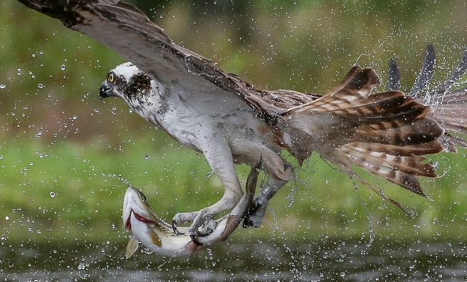 Osprey with Trout by Bob Humphreys (Nature's Foragers)