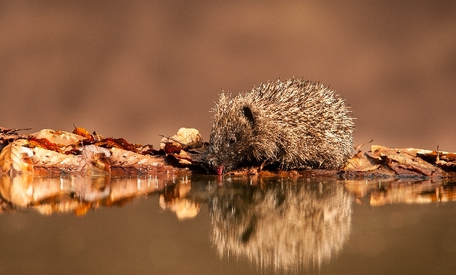 Hedgehog Reflection by Keith Kirk (Scottish Wildlife)