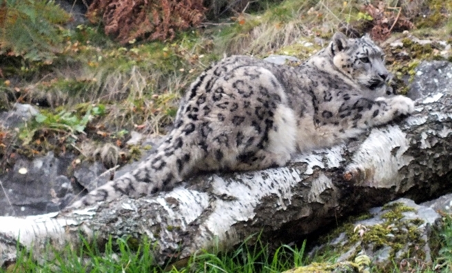 One of the Highland Wildlife Park's two snow leopards. Photo by Katie Paton/RZSS