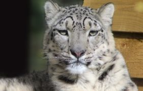 Animesh, the female snow leopard at the Highland Wildlife Park. Photo by Katie Paton/RZSS