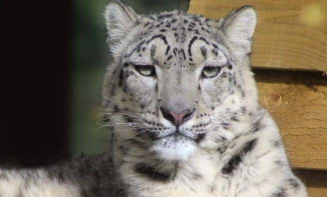 Animesh, the female snow leopard at the Highland Wildlife Park. Photo by Katie Paton/RZSS