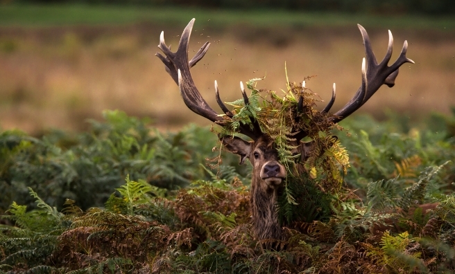 Hide 'n' Seek by Christopher Mcleod (Worldwide Wildlife)