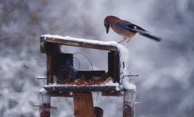 Look out for jays on bird tables