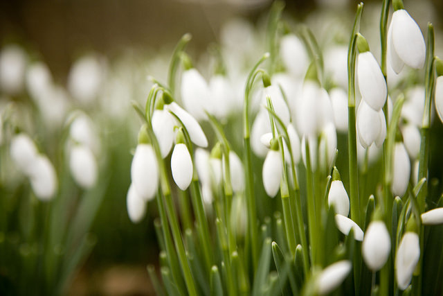 The first snowdrops of spring at Culzean Castle. Photo courtesy of National Trust for Scotland