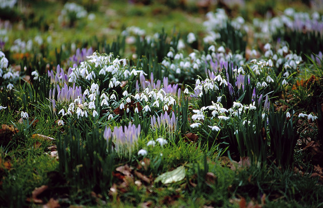 Signs of spring at Greenbank Garden. Photo courtesy of National Trust for Scotland