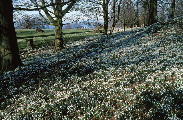 Snowdrops at House of Binns. Photo courtesy of National Trust for Scotland