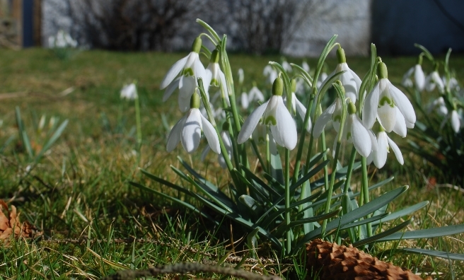 Snowdrops in sunshine! Photo courtesy of Cottages & Castles