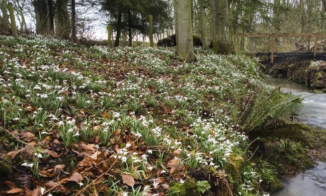 A CARPET OF SNOWDROPS IN THE WOODLANDS AT CAMBO HOUSE AND GARDENS, KINGSBARNS, NR ST ANDREWS, FIFE. PIC: P.TOMKINS/VisitScotland/SCOTTISH VIEWPOINT