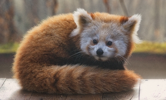 Could baby red pandas be any cuter?! A red panda kit at The Highland Wildlife Park. Photo courtesy of RZSS.