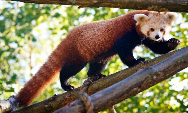 A red panda at The Highland Wildlife Park. Photo by Alex Riddell, courtesy of RZSS.