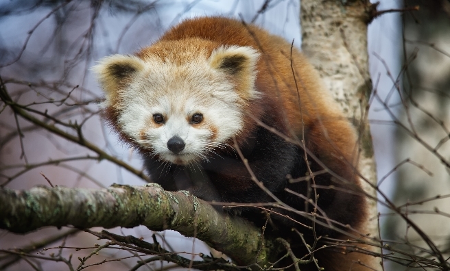A red panda high in the trees at The Highland Wildlife Park. Photo by Alex Riddell, courtesy of RZSS.