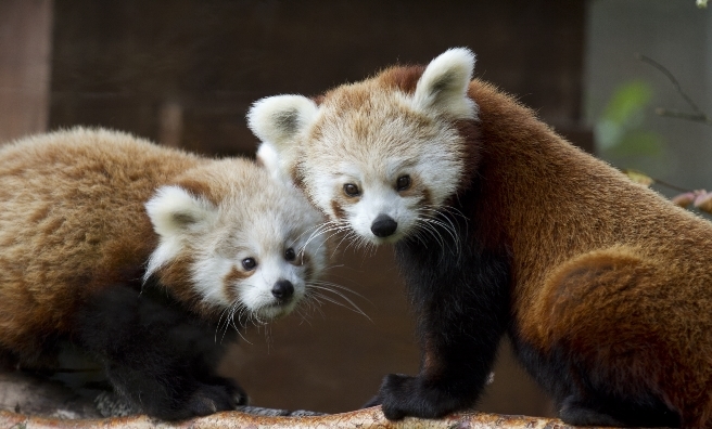 Kitty and Kush, red pandas at The Highland Wildlife Park. Photo by J Orsi, courtesy of RZSS.