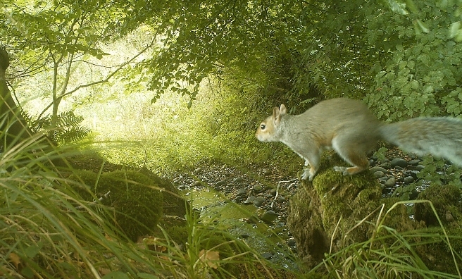 A dreaded grey squirrel. Photo courtesy of National Trust for Scotland