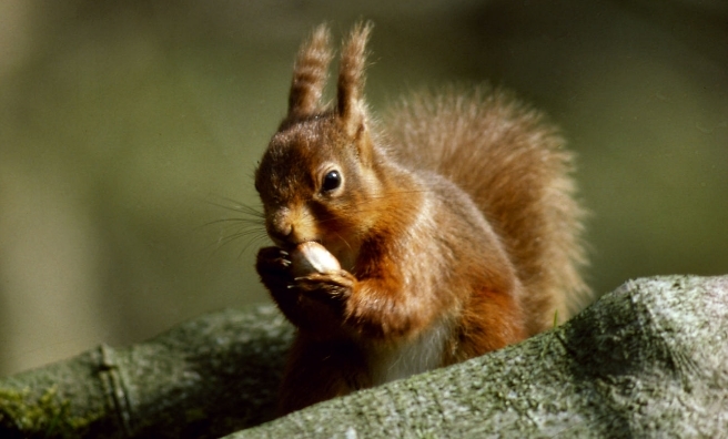 Red squirrels appear to be returning to our countryside. Photo courtesy of National Trust for Scotland