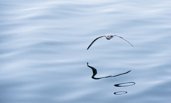 Fulmar Reflection by Katty Baird. Courtesy of Scottish Seabird Centre Nature Photography Awards