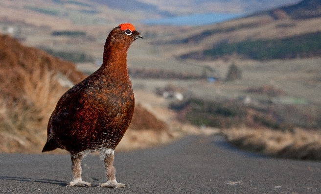 King Of The Road by Barry Forbes. Courtesy of Scottish Seabird Centre Nature Photography Awards