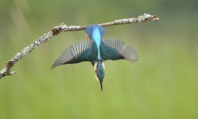Kingfisher by Jamie Mina. Courtesy of Scottish Seabird Centre Nature Photography Awards