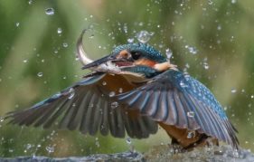 Kingfisher With Fish by Bob Humphreys. Courtesy of Scottish Seabird Centre Nature Photography Awards