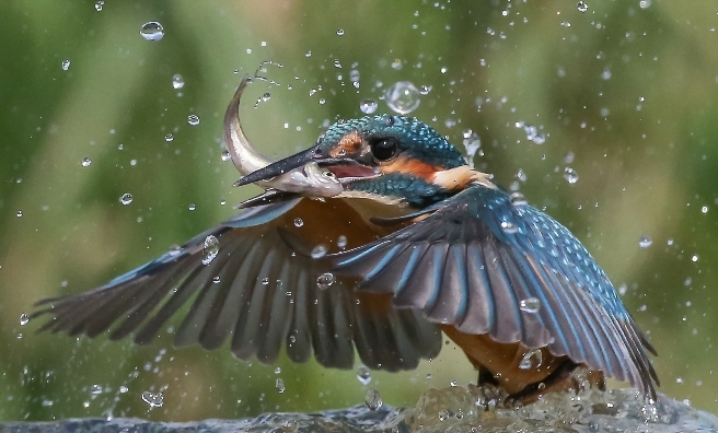 Kingfisher With Fish by Bob Humphreys. Courtesy of Scottish Seabird Centre Nature Photography Awards