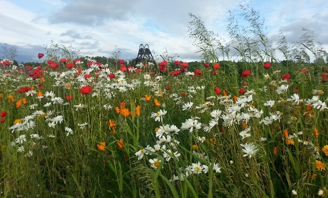 Summer Flowers by Yasmine Piening. Courtesy of Scottish Seabird Centre Nature Photography Awards
