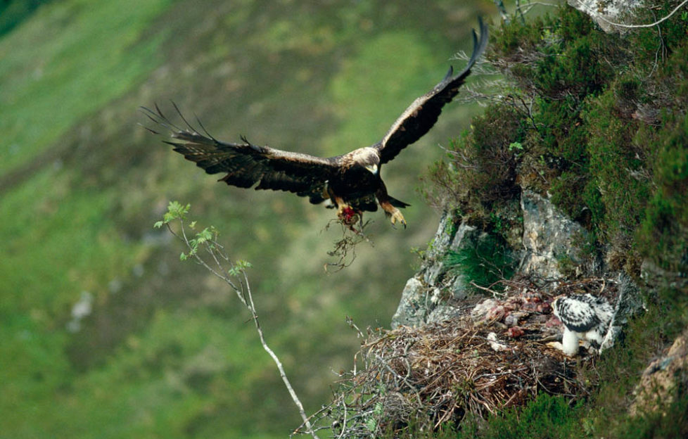Amazing wildlife shots from new photography book Scotland's Wild Heart