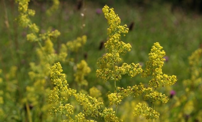 Ladies Bedstraw, a meadow-loving wild flower. Photo by Andre Gagg, courtesy of Plantlife