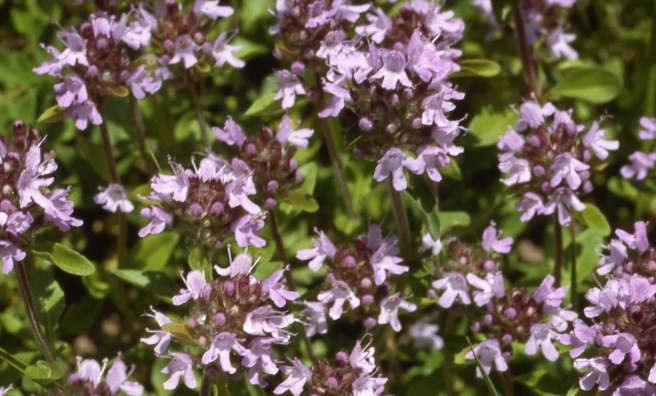 Pretty in pink - wild thyme. Photo by Andrew Gagg, courtesy of Plantlife
