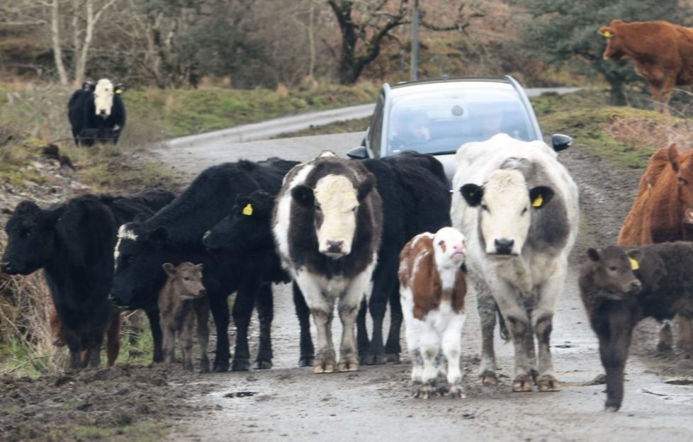 Even the road obstacles are a friendly bunch!