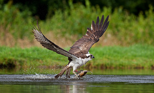 Catch the wildlife featured in "Highlands - Scotland's Wild Heart" in the Cairngorms. Pic: Shutterstock