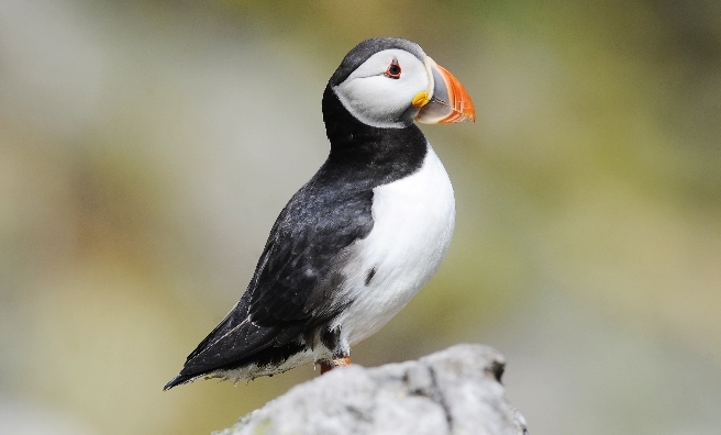 One of the stars of Puffin Fest. Photo by Greg Macvean