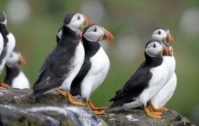 A few of the very photogenic residents of the Isle of May. Photo by Greg Macvean
