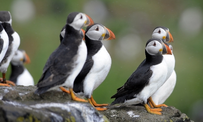 A few of the very photogenic residents of the Isle of May. Photo by Greg Macvean