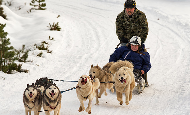 sled dog aviemore