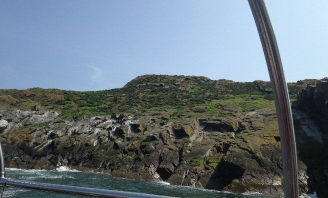 Craigleith Island - spot the puffin!
