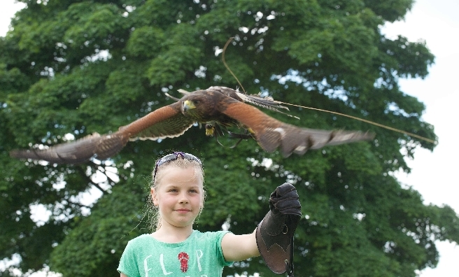 Birds of prey will swoop into action at this year's Scottish Game Fair. Pic by ROB MCDOUGALL
