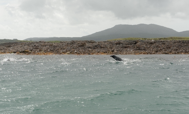 A few of the seals who accompanied us on our trip to Eriskay