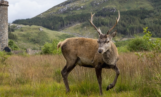 Red Deer by the Glenfinnan Monument. VisitScotland / Kenny Lam