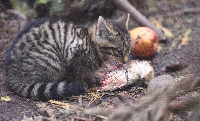 Lunch time for one of the wildcat kittens. Photo courtesy of RZSS/Alex Riddell