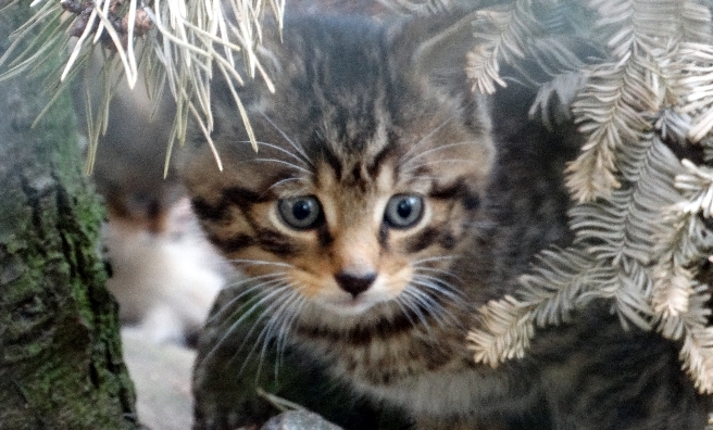 A stunning wildcat kitten. Photo courtesy of RZSS/Jan Morse
