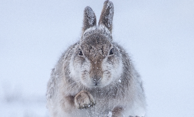 Snow Hare by Rosalind McFarlane, Wildlife Photographer of the Year 2015.