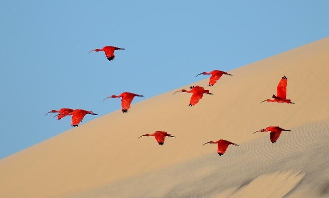 Flight of the scarlet ibis by Jonathan Jagot, Wildlife Photographer of the Year 2015.
