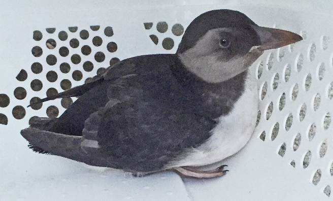 Mr Whippy, the rescued puffling. Photo by Alex Turnbull